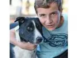 Adopt BAKER a Border Collie Australian Shepherd