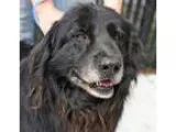Adopt SPIDER a Newfoundland Dog