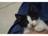 Adopt Kaleigh a Black and White or Tuxedo Domestic Shorthair (me