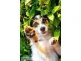 Yahoo - Male Border Collie Mix