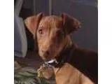 Adopt Romano- Houston area a Italian Greyhound Miniature Pinsche