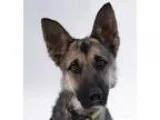 Adopt Ruth a German Shepherd Dog