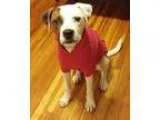 Adopt Sweetie a White - with Brown or Chocolate Boxer  Mixed dog