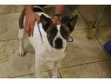 Adopt Tara a Australian Cattle Dog (Blue Heeler)