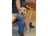 Adopt Buddy a Great Pyrenees Husky