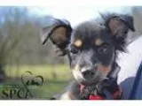 Adopt Maria a Black - with Brown Red Golden Orange or Chestnut T