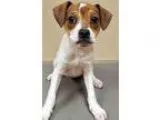 Adopt ADOPTED Daisy (Oswego) a Hound Terrier