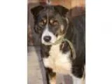 Adopt WEAVER a Border Collie Australian Shepherd
