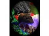 Adopt Holly a Rat