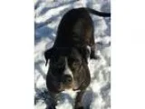 Adopt Ruby a Pit Bull Terrier
