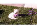 Adopt Marty a White Terrier (Unknown Type Medium)  Westie