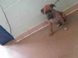 Adopt DASH a Boxer  Mixed dog in Tulsa OK (15255290)