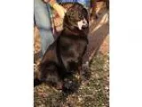 Adopt Maggie a Black Labrador Retriever  Mixed dog in Post TX (1