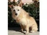 Adopt Al a TanYellowFawn Terrier (Unknown Type Small)  Mixed dog