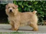 Norfolk terrier Pet for sale