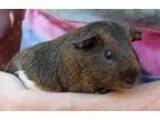 Adopt Guinn (living with other Oregon Trail males) a Guinea Pig