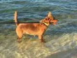Adopt Lalu a Golden Retriever  Mixed dog in Washington DC (15178