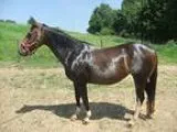 Beautiful QH mare great project needs job broodmare