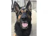 Adopt Luke a German Shepherd Dog