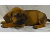 Adopt FLORA a German Shepherd Dog Australian Cattle Dog (Blue He
