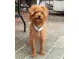 Adopt Lawrence a Terrier Norfolk Terrier