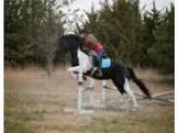 Rare FriesianDrum horse pinto stallion for sale one of a kind