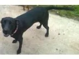 Adopt Luna a Labrador Retriever