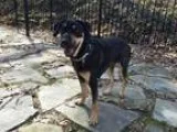 Adopt Roxy a Shepherd Rottweiler