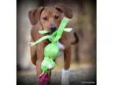 Adopt Kobe a Boxer