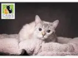 Adopt Elizebeth a Siamese Mixed cat in Salt Lake City UT (