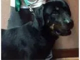 Adopt Bubba Gump a Rottweiler Labrador Retriever