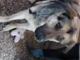 Adopt Hawkeye a German Shepherd Dog