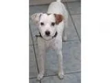 Adopt Jax I a Jack Russell Terrier Terrier
