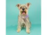 Adopt Lilly a GrayBlueSilverSal t and Pepper Schnauzer (Miniatur