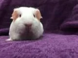 Adopt Hypatia (living with female relatives) a Guinea Pig