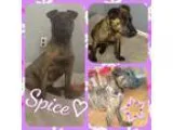 Adopt Spice a Pit Bull Terrier