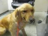 Adopt Zues a Golden Retriever