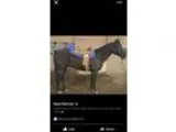 Black Qh Gelding Gaming horse Trail horse
