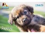 Adopt Reese a BrownChocolate - with White German Shepherd Dog  A