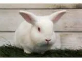 Adopt Luke (bonded to Yoda) a Netherland Dwarf  Mixed rabbit in 