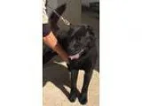 Adopt Bud-Shelter a Chow Chow