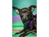 Adopt Annie a Black Terrier (Unknown Type Small)  Mixed dog in E