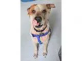 Adopt Buster a Cattle Dog