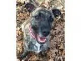 Adopt Kala (Tarzan Litter Mom) a Merle Catahoula Leopard Dog  Mi