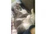 Adopt Samantha a Domestic Shorthair  Mixed (short coat) cat in O