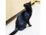 Adopt Bobby a All Black Domestic Shorthair (short coat) cat in A