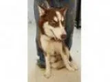 Adopt Loki-ADOPTION PENDING a Husky