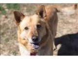 Adopt Cowboy Joe a Australian Cattle Dog  Siberian Husky  Mixed 