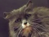 Adopt Easter a Gray or Blue Domestic Longhair (long coat) cat in