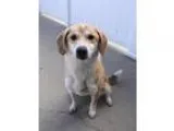 Adopt Duke  160218 a Labrador Retriever